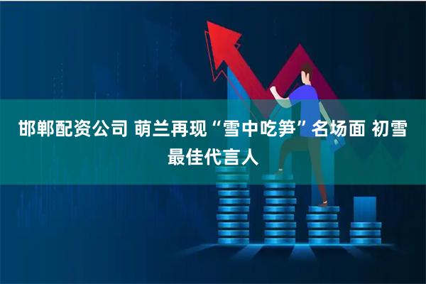 邯郸配资公司 萌兰再现“雪中吃笋”名场面 初雪最佳代言人